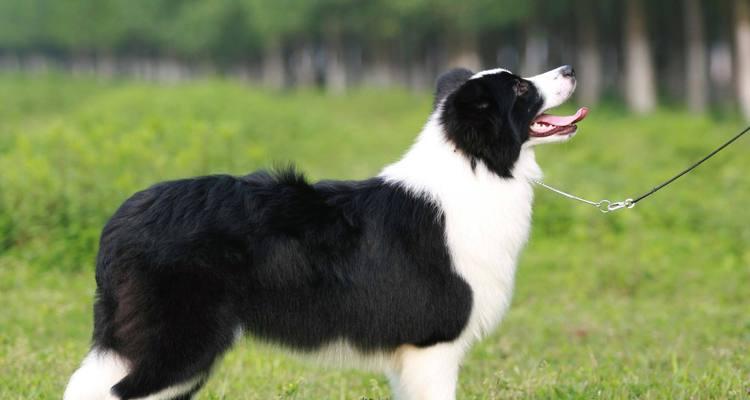 边境牧羊犬的智商和运动能力优势与生理缺陷（了解边境牧羊犬的智力和运动能力，同时关注它的生理缺陷）