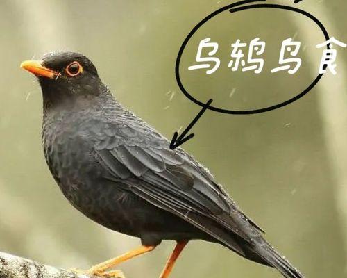 以乌鸫喂什么鸟食长得好长得快？（简单易得的鸟食养好乌鸫，获得快速生长）