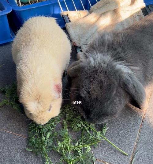如何养护豚鼠？-提供兔子照顾方法的关键要点（探索养豚鼠的四个关键方面，为你的宠物提供最佳照顾）