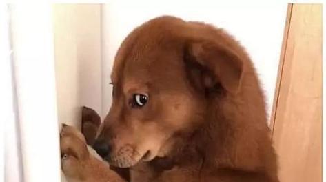 为什么狗在睡觉前会用爪子挠一个区域？（探寻狗狗在睡觉前挠痒的行为意义）