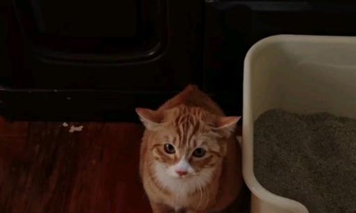 猫咪为什么会有飞机耳？（探究猫咪飞机耳的原因及相关知识）