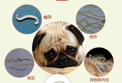 常见寄生虫困扰的狗狗（揭开11种常见狗狗寄生虫的面纱，你需要了解的关键信息）