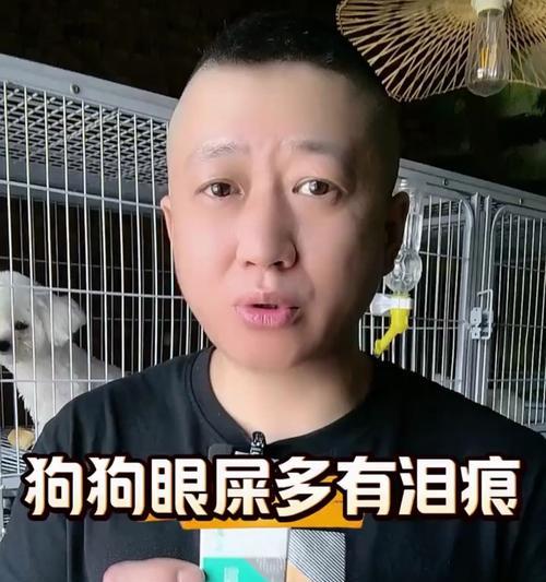 狗狗眼屎增多，及时排查原因关乎健康（发现狗狗眼屎多，宠主要迅速寻找原因解决眼部问题）