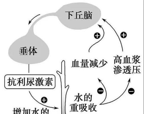 狗狗频繁排尿（频尿不只是口渴，可能是严重疾病的信号）