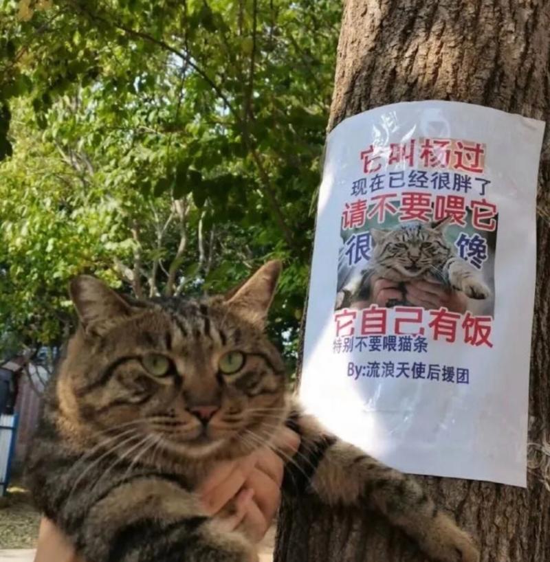 流浪猫的饮食问题（流浪猫的饮食需求与喂养方法）