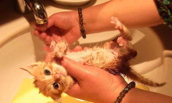 虱子爱虚弱的猫，铲屎官如何帮助宠物？（揭秘虱子为何偏爱虚弱猫咪及预防方法）