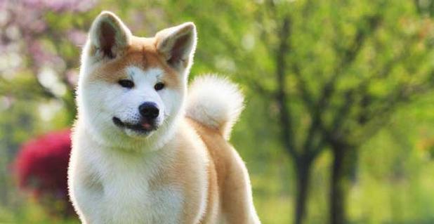 秋田犬（它的生活让无数人羡慕，敬仰着它的优雅与忠诚）