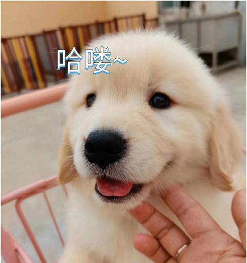 掌握这4点技巧，养出聪明乖巧的金毛狗（养金毛必备的技巧，让你的宠物更加聪明听话）