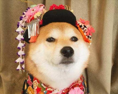 柴犬狗狗的逗比可爱为何鲜为人知？（了解柴犬狗狗的5个原因，你会爱上它们！）