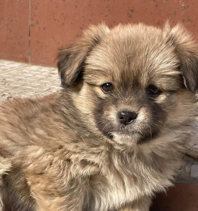 土狗（探究土狗的特征和原因，为何人们不再选择养土狗？）