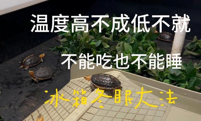 乌龟饲养的基本要点（为什么家里养的乌龟不能随便吃？）