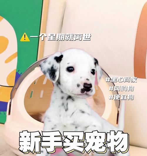 如何避免被坑购买狗狗（提前准备好问题清单，避免购买“星期狗”）