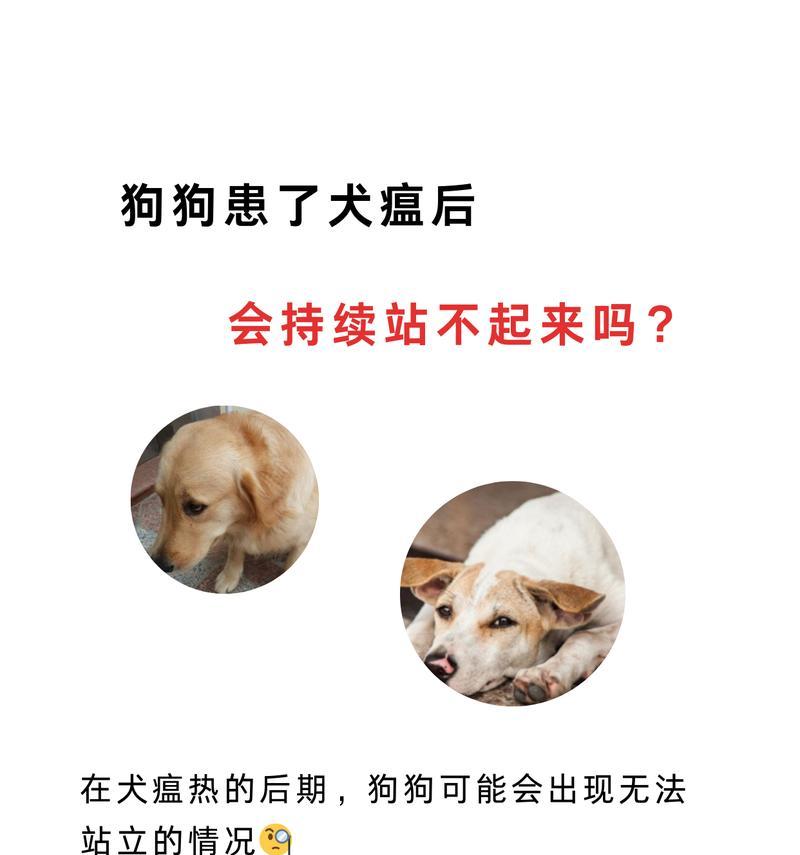 新手养狗指南——犬瘟热的预防与治疗（保护你的小狗，远离犬瘟热的威胁）