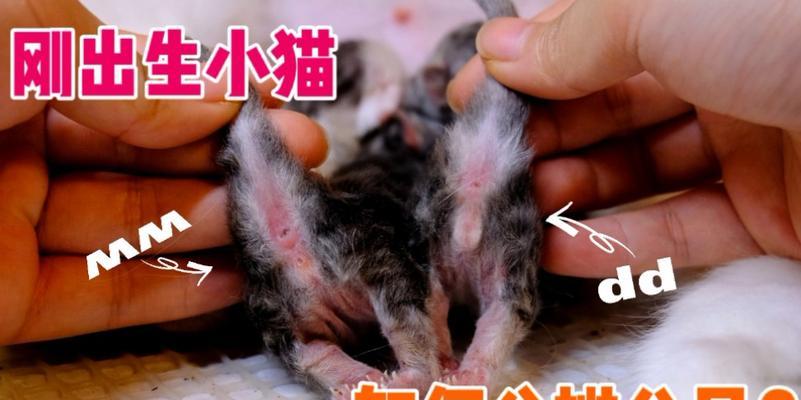 用两个cm就能分清小猫公母？（一种准确分辨小猫公母的方法）