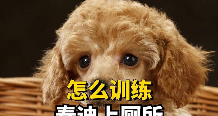 泰迪发复呕吐的原因及对策（了解泰迪呕吐的常见原因和处理方法）