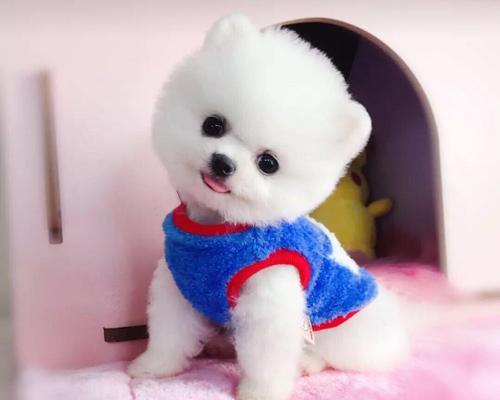 博美犬训练的重点和技巧（止吠训练是成功的关键）