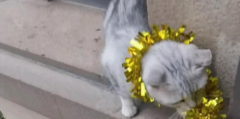 预防猫往外跑的6种方式（宠物猫的安全福利怎能忽视？）
