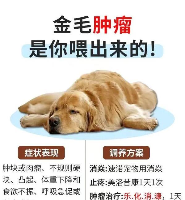 金毛犬出现以下症状，家长们要提高警惕！（了解金毛犬常见症状，守护狗狗健康）