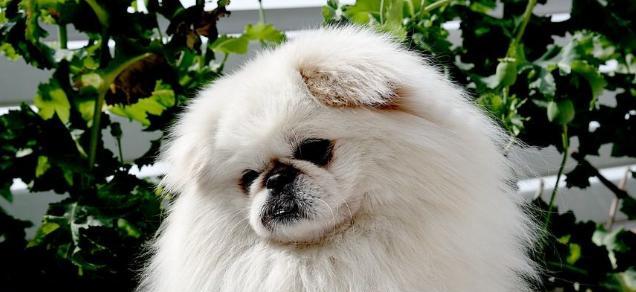 京巴狗洗澡的正确方法（京巴犬洗澡的时间和注意事项）