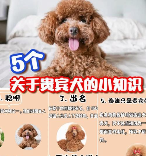 教你如何让泰迪学会定点大小便（记住这5个小方法，以泰迪到处尿尿不用怕）