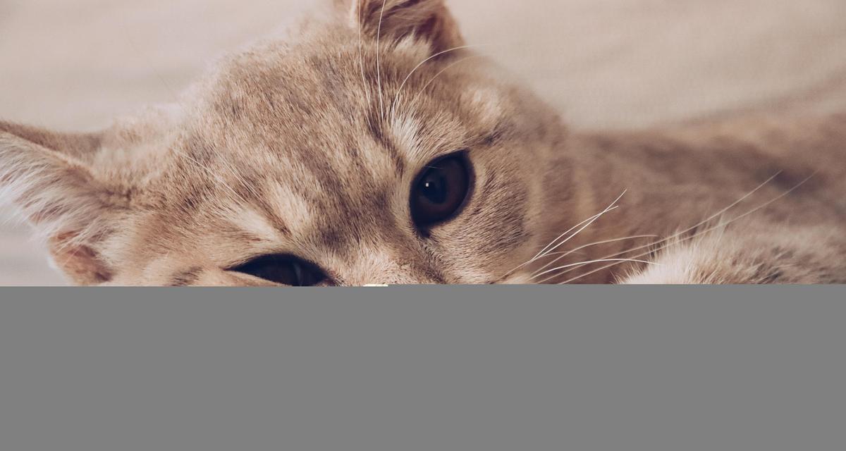 猫咪的毛发护理（为你的宠物提供最佳毛发护理，让猫咪健康亮丽）