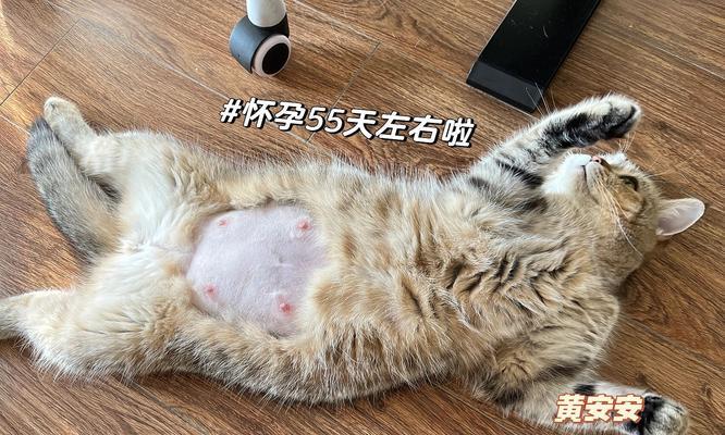 猫咪怀孕的判断与护理（了解猫咪怀孕的迹象和如何进行适当的照顾）