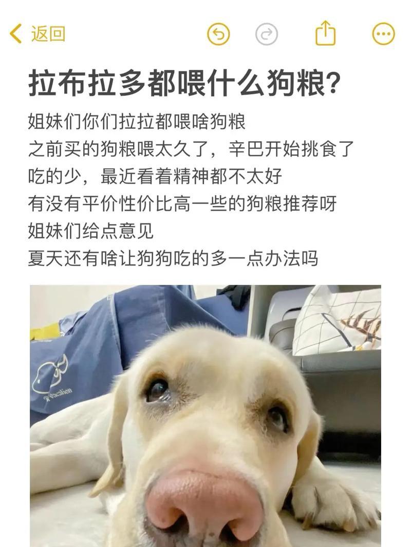 解决狗狗不吃饭的问题（如何处理狗狗挑食的情况）