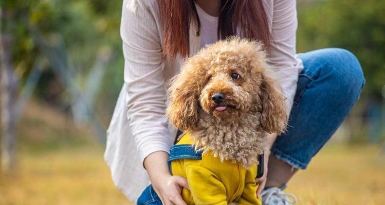 泰迪犬断尾的五个作用（了解泰迪犬断尾的原因和影响）