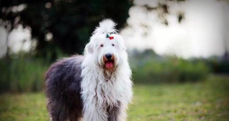以古牧（探究以古牧犬的适养性与合理价格）