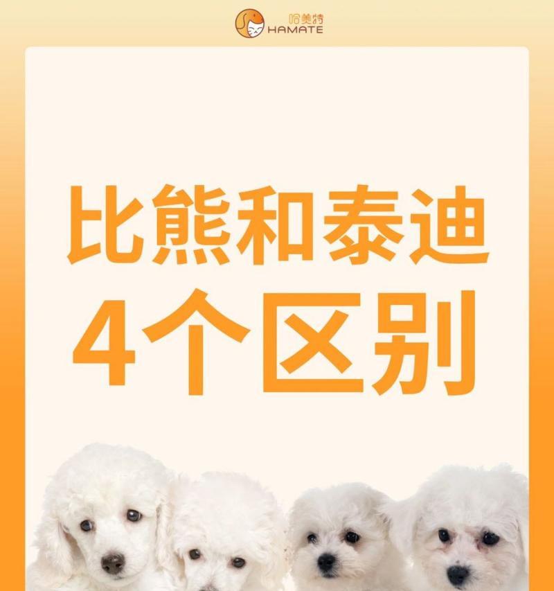 《泰迪犬毛发的多样色彩及选择与护理》（探究泰迪犬毛发的颜色种类及其日常护理技巧）