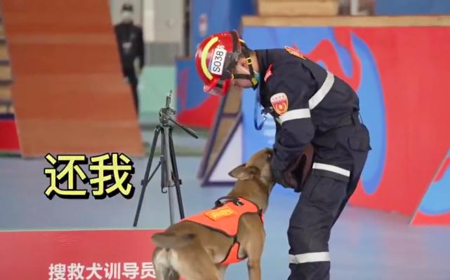 狗狗不听指令的原因揭秘（不一定是狗狗的问题！）