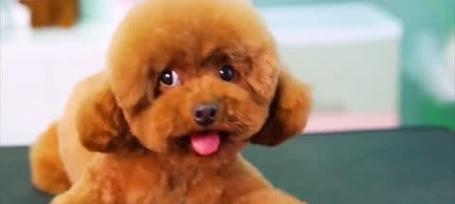 贵宾犬和泰迪的关系以及太粘人的坏处（贵宾犬与泰迪犬之间的联系以及过度粘人行为的负面影响）
