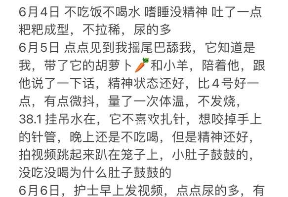 比熊犬呕吐的原因及应对方法（了解比熊犬呕吐的原因，避免健康风险）