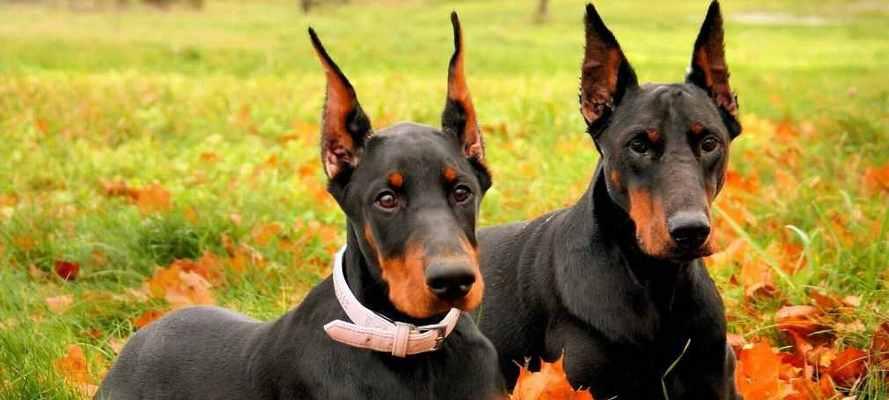 养杜宾犬（挑战与忠诚，探索杜宾犬的特点和需求）