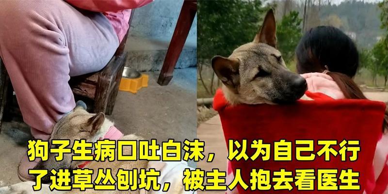 如何解决家狗挖洞刨坑问题（缓解狗狗挖洞刨坑的有效方法）