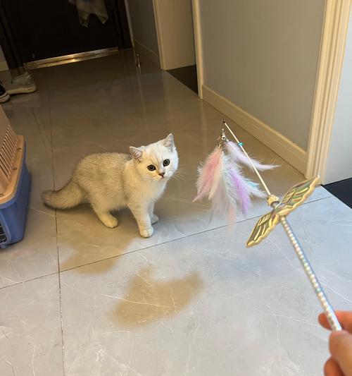 猫咪为何不吃不喝？（探究猫咪食欲不振的原因及铲屎官应对方法）