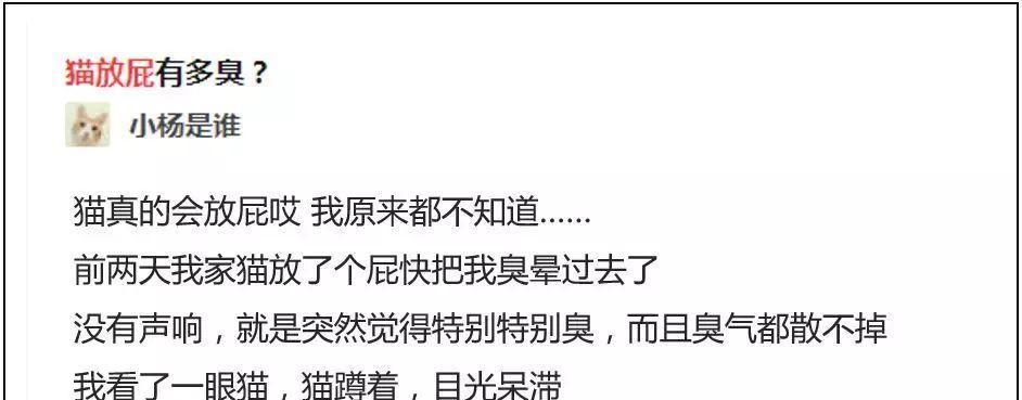 猫尿的难闻之谜（探寻猫尿气味的成因，以及如何有效解决猫尿味的问题）