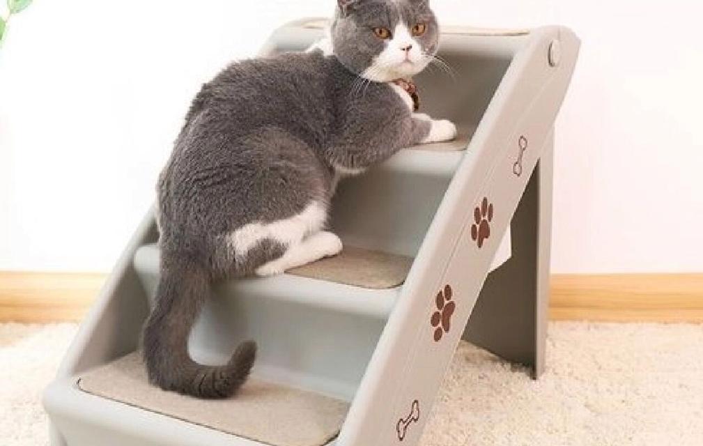 解决猫咪尿床问题的方法（有效应对猫咪尿床，让床铺干净整洁）