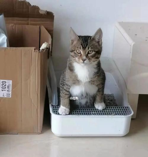 解决猫咪拉屎臭气问题的6个方法（让你的猫砂盆清新如初，告别异味困扰）