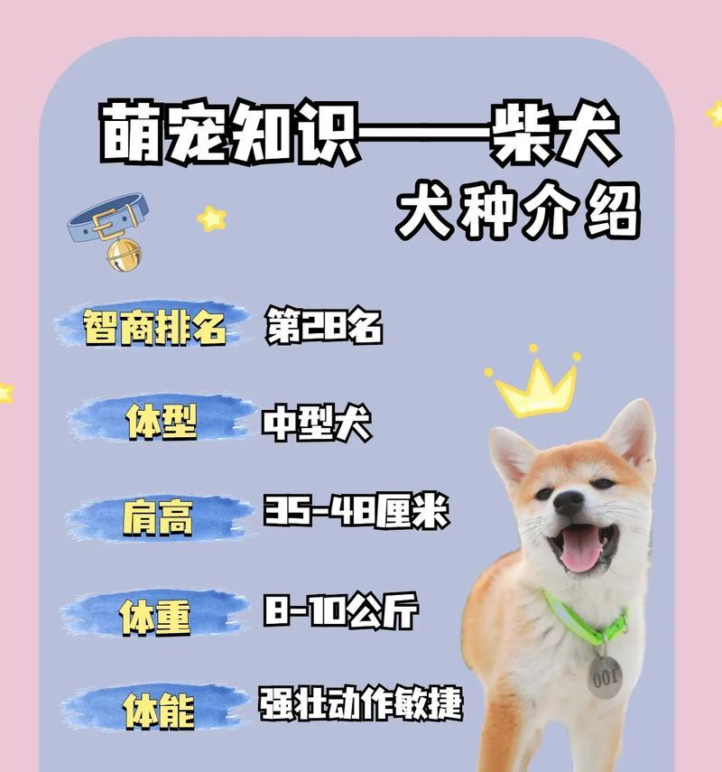 探寻狗狗没有尾巴或断尾的原因（尾巴是狗狗的指示灯，它们为何有的没有？）