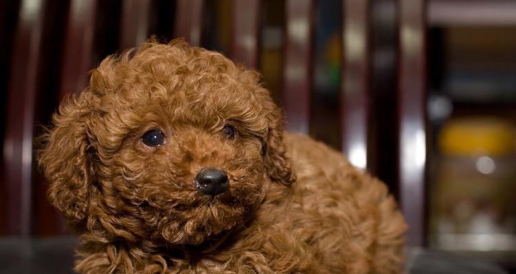 如何科学饲养泰迪幼犬（教你5个科学的方法，不学你后悔！）