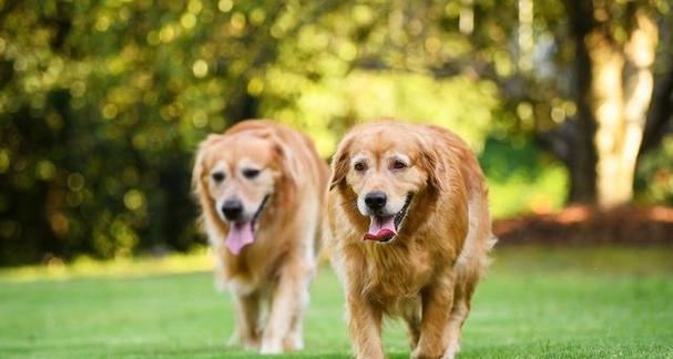 分清拉布拉多和金毛幼犬的6个关键点（如何辨别拉布拉多和金毛幼犬，关注这6个地方！）