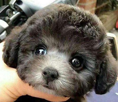 纯种泰迪幼犬的外貌特征及健康判断方法（泰迪幼犬的外观特点和健康评估技巧）