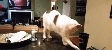 如何纠正猫咪在进食时跳上桌子的行为（有效方法教你训练猫咪不上桌）