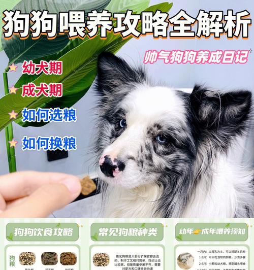狗狗各阶段喂养指南（了解狗狗不同阶段的营养需求，选择适合的狗粮）