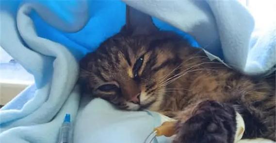 如何解决猫咪挑食问题（让你的猫咪不再太瘦，享受健康饮食）