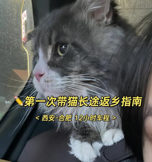 猫咪是否适合被遛弯？（探讨猫咪在户外散步的适应能力和注意事项）
