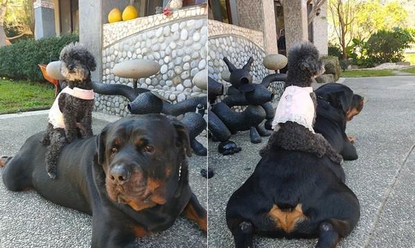 如何处理罗威纳犬右后腿瘸问题？（针对罗威纳犬右后腿瘸问题，教你有效的方法和对症下药！）