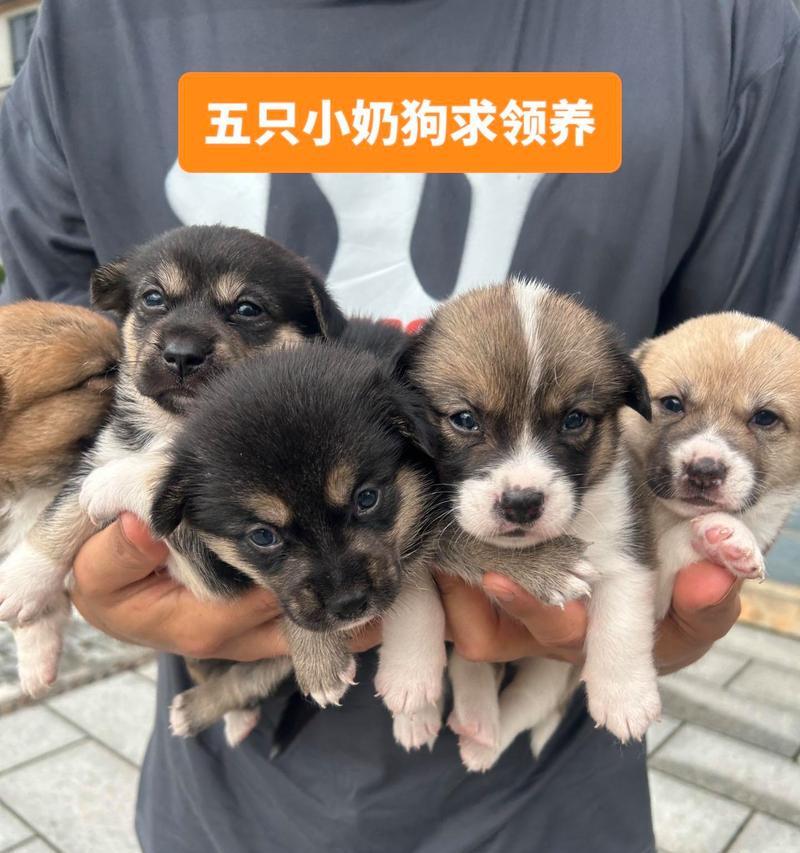 探寻稀有犬种的魅力——珍稀狗狗品种揭秘（稀有犬种的特质与饲养要点）