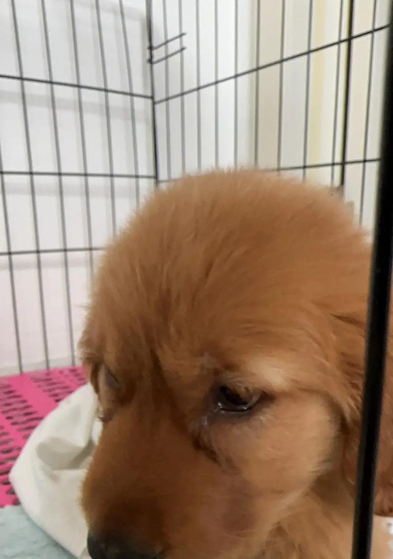 金毛犬特殊阶段的照顾指南（了解金毛犬特殊阶段，科学照顾你的宠物伙伴）